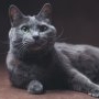 Pisica Albastru de Rusia: x motive să o alegi ca animal de companie