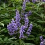 Vitex angus-castus: beneficii și recomandări