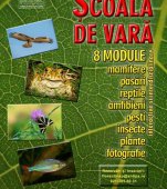 Scoala de vara-Lumea insectelor