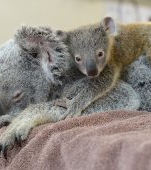 Momentul adorabil al zilei: Un pui koala a stat alaturi de mamica lui in timpul unei operatii de urgenta