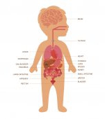 Cum influențează flora intestinală comportamentul copilului