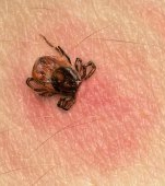 6 insecte care îţi pot strica vacanţa de 1 MAI. La ce să fii atent