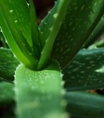 Aloe vera. TOP 12 beneficii nebanuite ale plantei nemuririi!