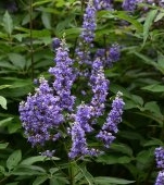 Vitex angus-castus: beneficii și recomandări