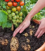 A fost creata planta care produce cartofi si rosii in acelasi timp