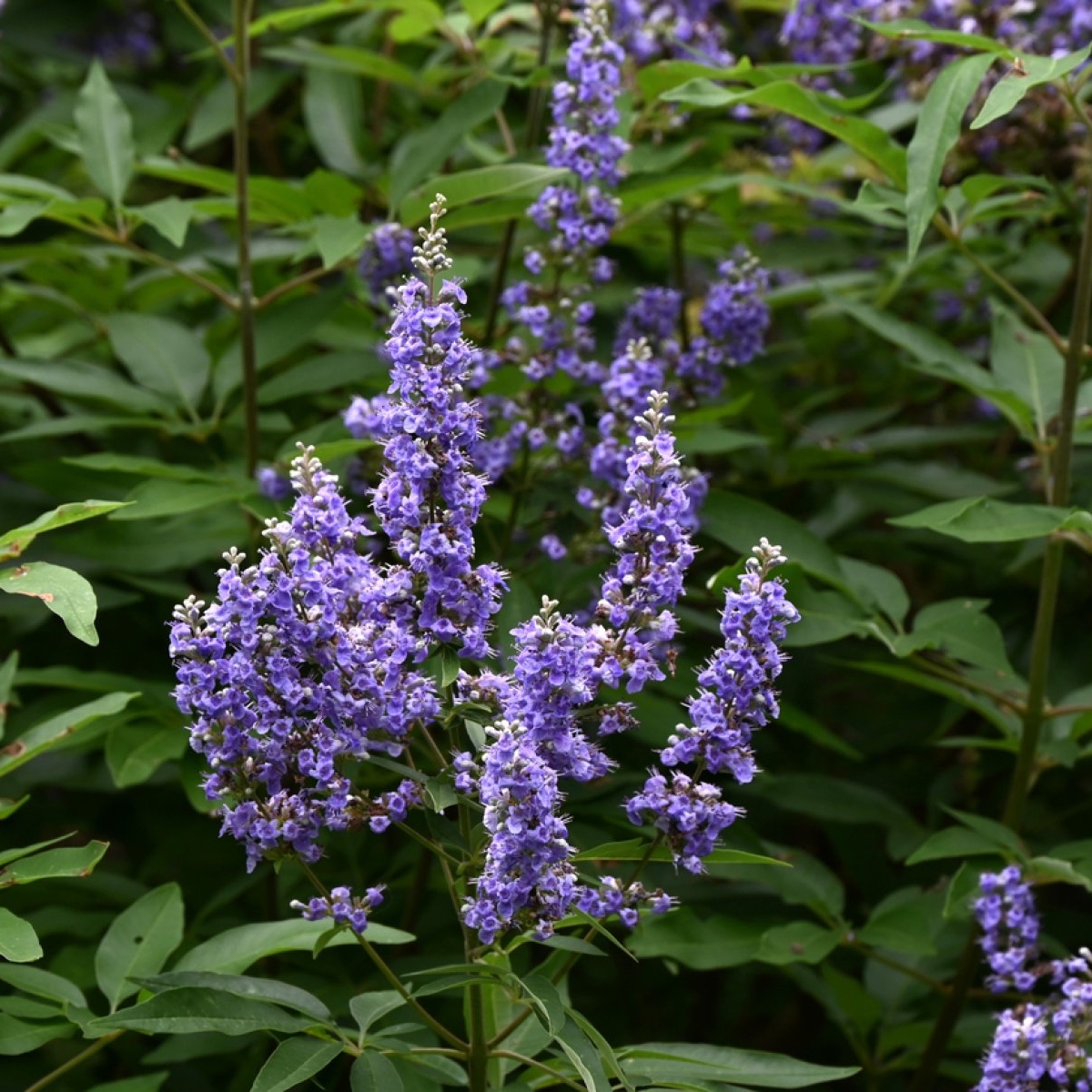 Vitex angus-castus: beneficii și recomandări