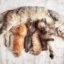 Înduioșător! O proaspătă mămică felină oferă puii ei de pisică unei alte pisici care și-a pierdut puii