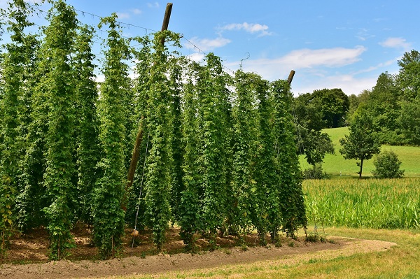 plantatie de hamei