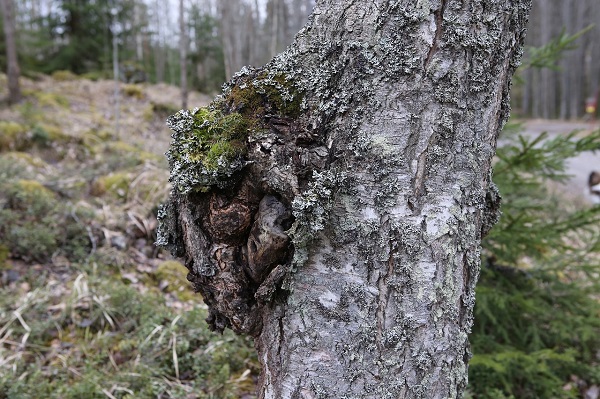 ciuperca chaga in scorbura unui arbore din padure