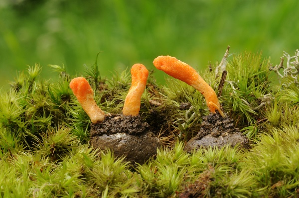 ciuperci cordyceps in natura