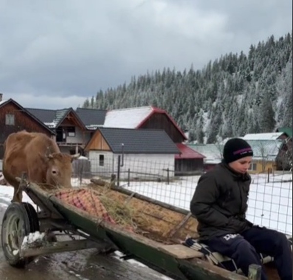 baiat in caruta la capatul careia se afla o vaca